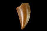 Serrated, Raptor Tooth - Real Dinosaur Tooth #137193-1